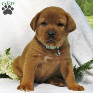 Hickory, Fox Red Labrador Retriever Puppy